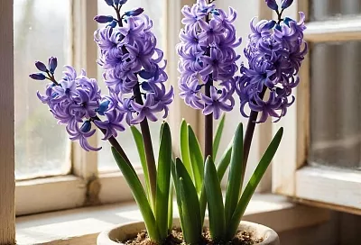 Гиацинт отцвел: что делать дальше? Пошаговая инструкция по выращиванию луковицы