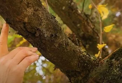 Ноябрьская целебная замазка для деревьев своими руками — быстро заживит раны и защитит кору от грибка перед зимой