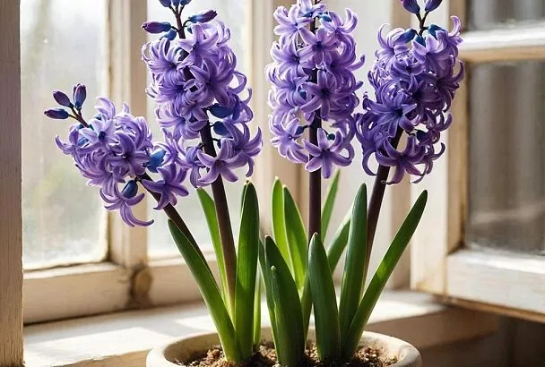 Гиацинт отцвел: что делать дальше? Пошаговая инструкция по выращиванию луковицы