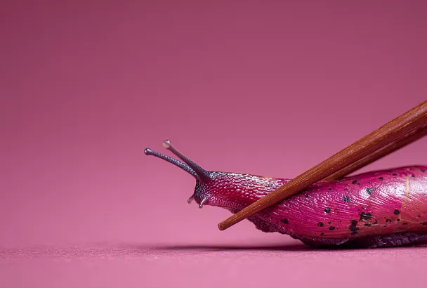 Огород в ужасе: как Николай Качалин борется с испанскими слизнями без яда и за 15 минут в день