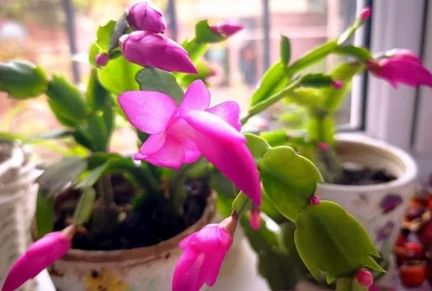 Весной размножаем декабриста: сколько надо сегментов и как их прикапывать 