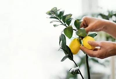 Пять секретов, зная которые, вы легко вырастите из косточки целое лимонное дерево у себя дома