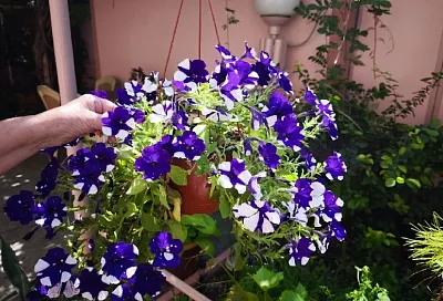 Как вырастить крепкую рассаду петуний: тонкие стебли, бледные листья и слабые корни – в прошлом