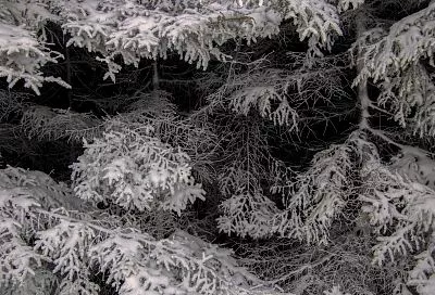 Ученые Сириуса проанализировали изменения в почвах Арктики после восстановления растительности