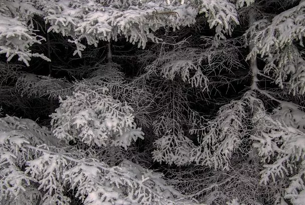 Ученые Сириуса проанализировали изменения в почвах Арктики после восстановления растительности