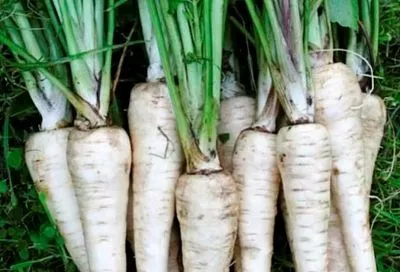 Пастернак – ранний посев для здоровья (особенно мужского) и урожая: когда сажать этот ценный овощ