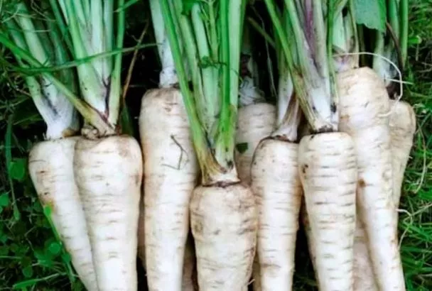 Пастернак – ранний посев для здоровья (особенно мужского) и урожая: когда сажать этот ценный овощ