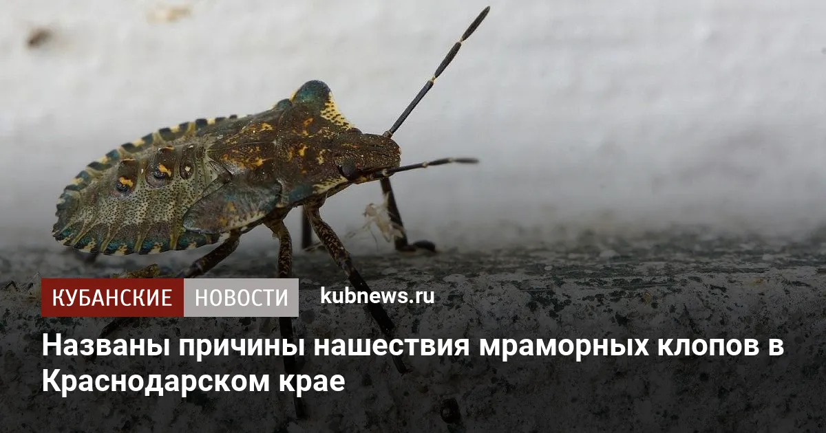 Названы причины нашествия мраморных клопов в Краснодарском крае