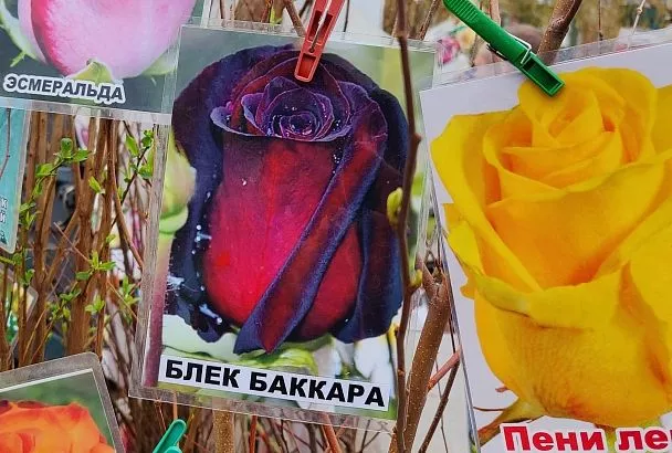 Темно-алая магия с вау-эффектом: 5 причин посадить розу Блэк Баккара этой весной