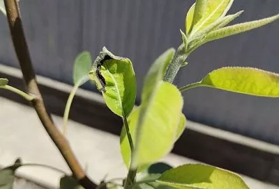 Пятнистая груша: почему на листьях появляются бурые пятна и чем они опасны