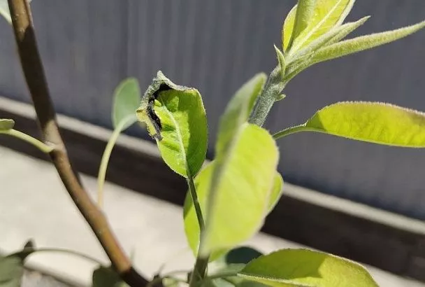 Пятнистая груша: почему на листьях появляются бурые пятна и чем они опасны