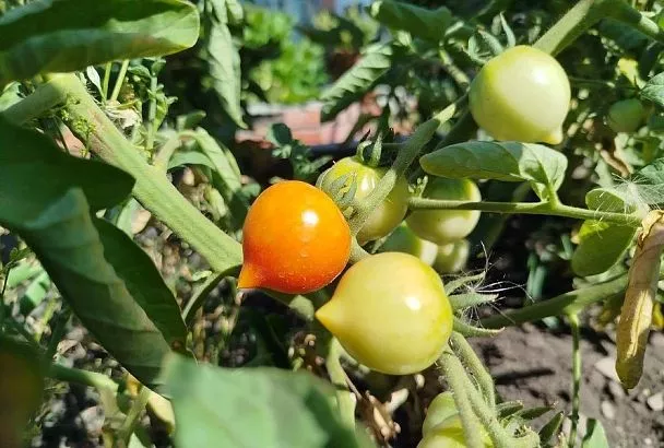 Не лей сверху: особенность бора, о которой знают избранные