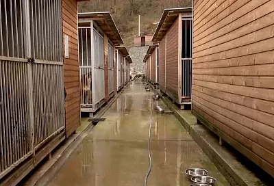 Около 200 собак из муниципального приюта Сочи в 2025 году обрели хозяев