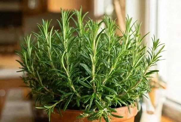 Сажаю розмарин на кухне, и обрываю для еды круглый год — так не сохнет и пахнет на весь дом