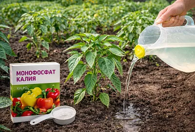 Делаю спустя 2 недели после пикировки перца на даче: 1 секрет подкормки монофосфатом калия