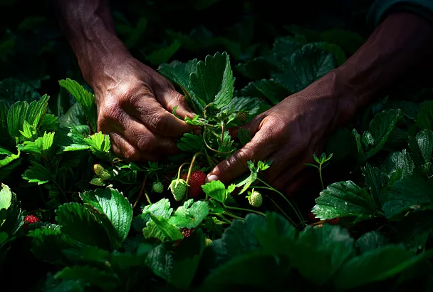 Удаление усов клубники в августе: секреты санитарной чистки 