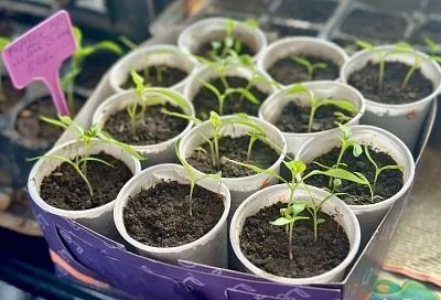 Лей под корень: 3 лучших народных средства для получения коренастой рассады