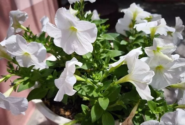 Взрыв цветения гарантирован: дрожжевая подкормка, которая подходит для всех цветов