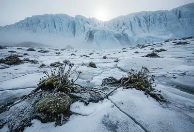Как древние растения погрузили планету в ледниковый период на миллионы лет