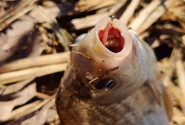 Ловлю карася в эти часы — и он не просто клюет, а рвет леску: Секрет максимального клева