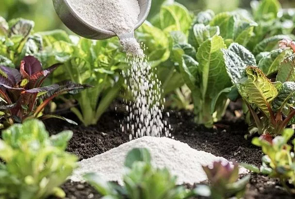 Костная мука и табачная пыль: натуральная подкормка и защита для почвы