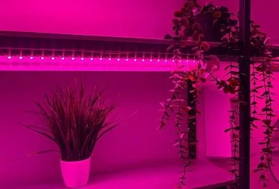 Светить и никаких «гвоздей»: как правильно подобрать фитолампу для растений