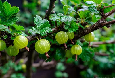 Крыжовник осенью: как обрезать куст без потерь и получить крупную ягоду