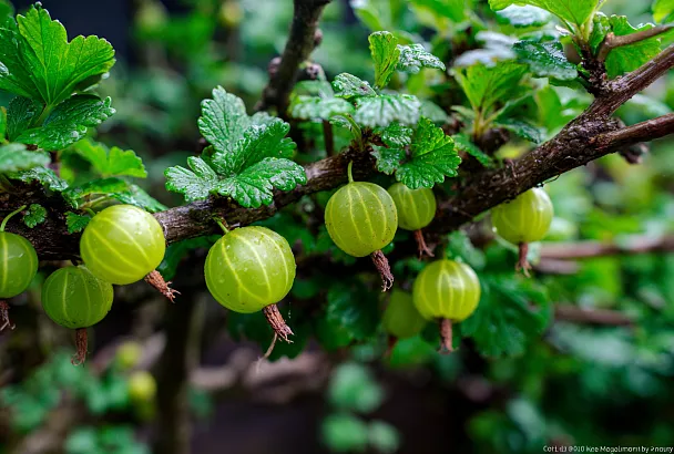 Крыжовник осенью: как обрезать куст без потерь и получить крупную ягоду