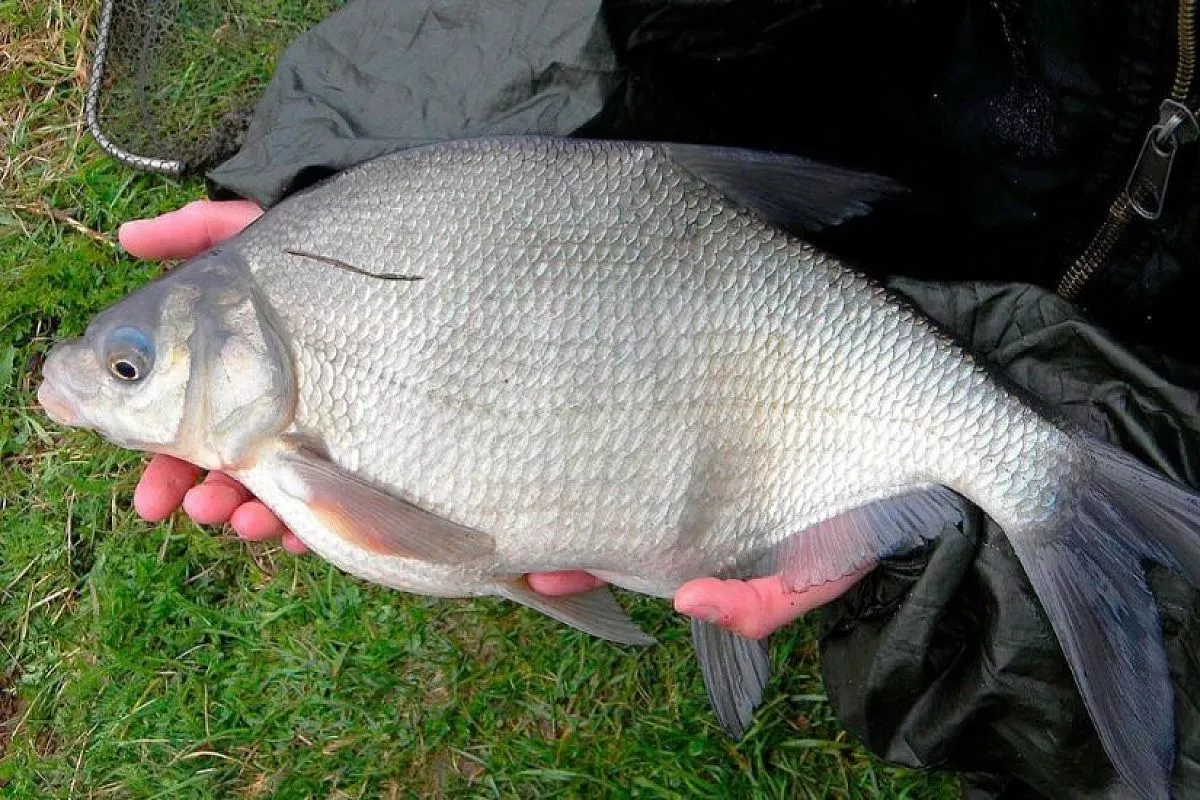 Ловлю леща по этому «расписанию» — и крупная рыба рвет леску: лучшие часы клева