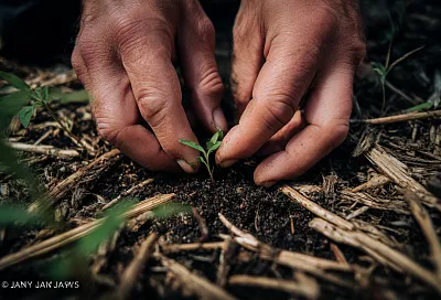 Главне ошибки новичков при посеве семян — и как их избежать