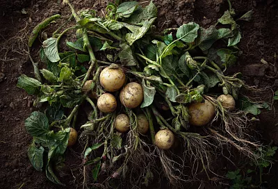 Как распознать фитофтороз картофеля и сохранить урожай