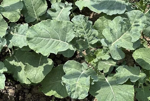 Время сажать капусту: второй урожай брокколи – объективная реальность