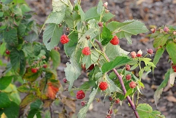 Торф, опилки, солома: какая лучшая мульча для малины осенью