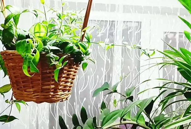 Покупаем в интернете комнатные цветы: 5 ампельных растений для заказа весной