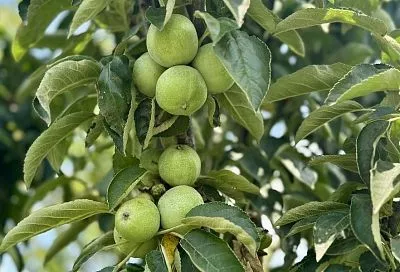 Подвязывать, подпирать или прореживать: как помочь дереву при богатом урожае