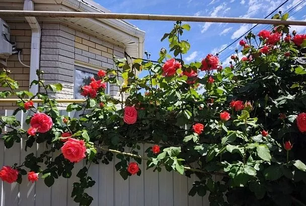 Почему у вьющейся розы желтеют и сохнут листья: срочно спасаем главную садовую красавицу