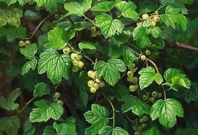 Как вырастить идеальный куст смородины: от выбора саженца до подготовки к зиме