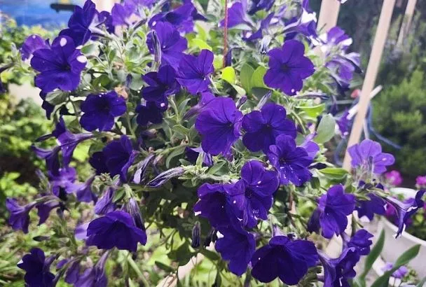 Начался сезон петунии: 5 лайфхаков, с которыми эти цветы буду радовать пышными «шапками» все лето и даже дольше