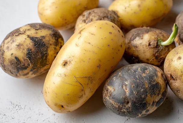 Подготовка картофеля к посадке: как получить рекордный урожай в 2026 году