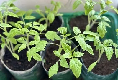 Чего пригорюнилась: как определить нехватку или избыток питательных веществ у рассады по ее внешнему виду