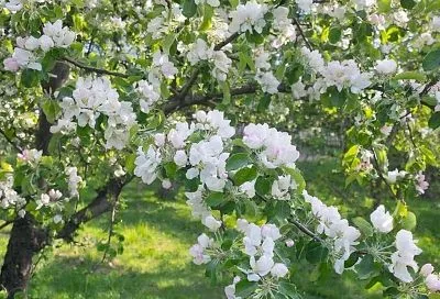 Легендарные сорта яблонь: верните вкус детства в ваш сад