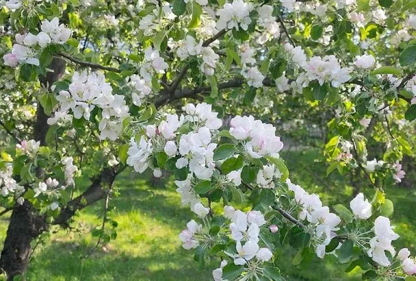 Легендарные сорта яблонь: верните вкус детства в ваш сад