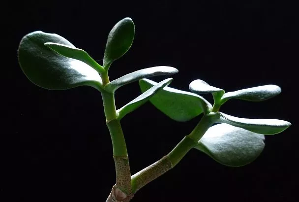 Толстянка процветает, а зарплата — нет? Есть секретный метод ухода за растением