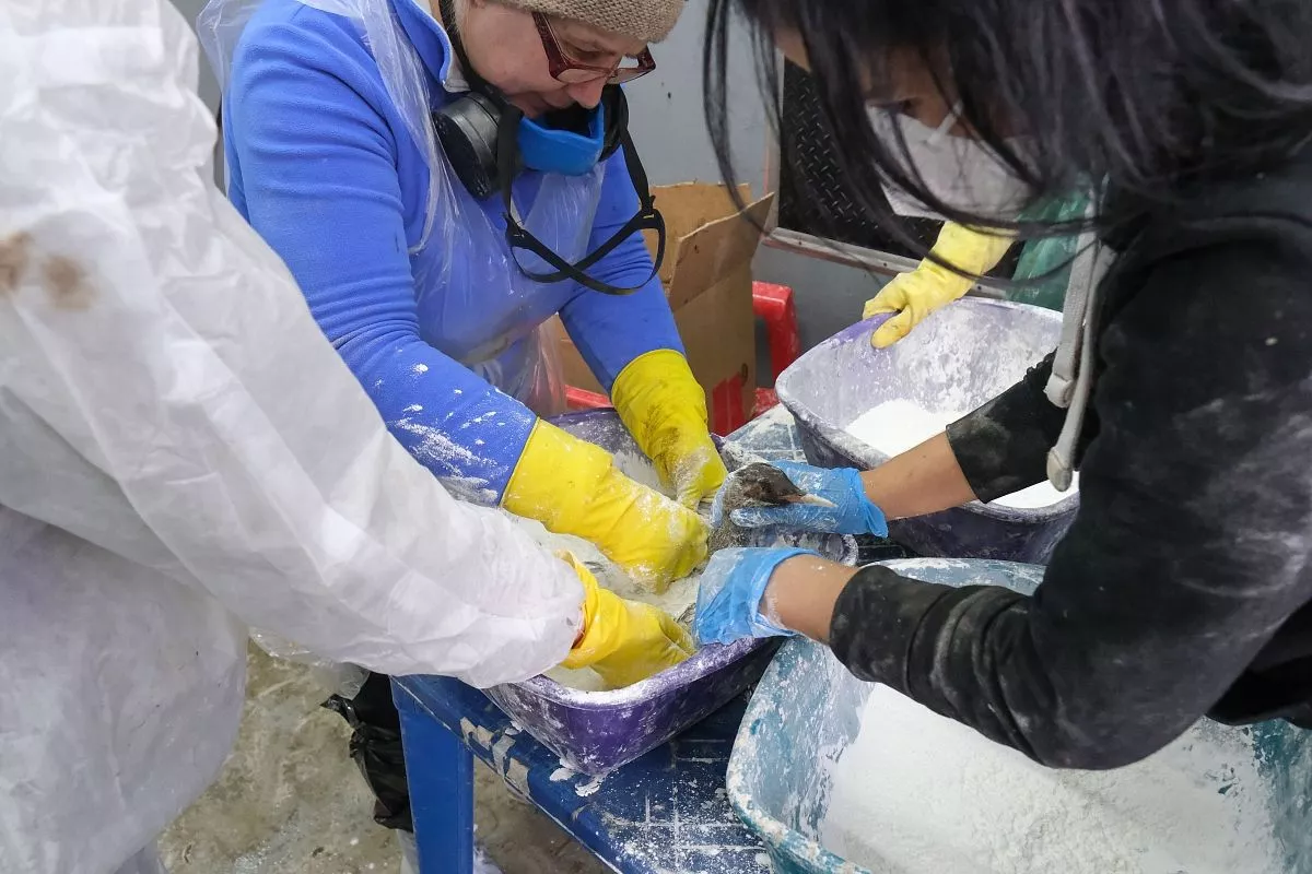 Сотни птиц, плавающих в прибрежных водах, получили отравление мазутом – они не только оказались обмазанными с ног до головы, но и наелись нефтепродуктов, пытаясь очиститься клювом. Сотни птиц, плавающих в прибрежных водах, получили отравление мазутом – они не только оказались обмазанными с ног до головы, но и наелись нефтепродуктов, пытаясь очиститься клювом.