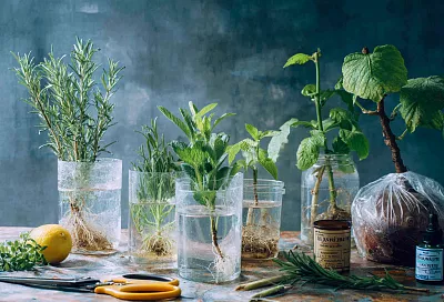 Как легко вырастить саженцы: простой метод укоренения веток