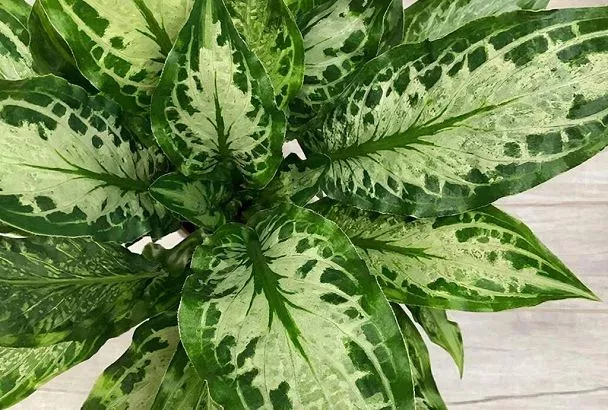 Диффенбахия: все, что нужно знать об уходе за ней