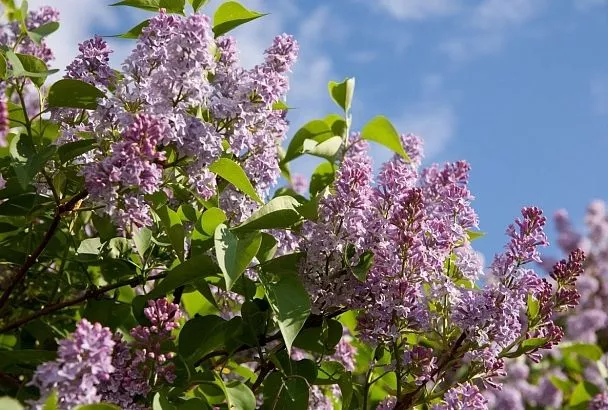 Худшие «соседи»: растения, которые ни в коем случае нельзя сажать рядом с домом