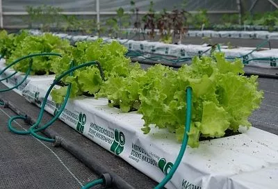 Почему горчит салат: в чем причина, по которой вкус этой зелени портится еще на грядке