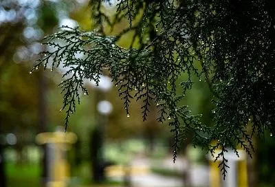 Как я спасаю туи от жары: секрет с антитранспирантами и не только