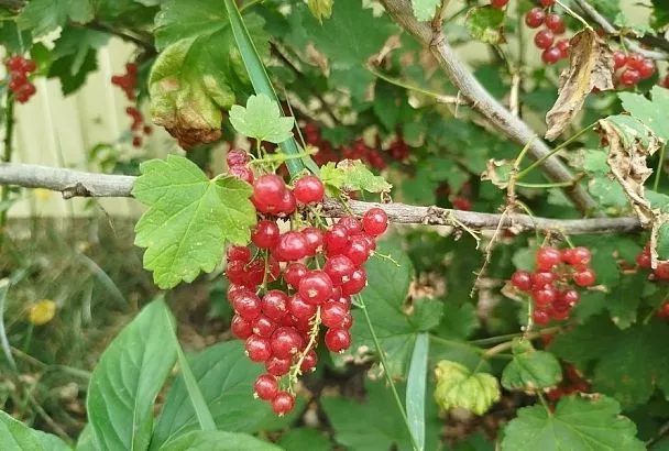 Никогда не выбрасываю картофельные очистки и собираю смородину ведрами: соседи завидуют